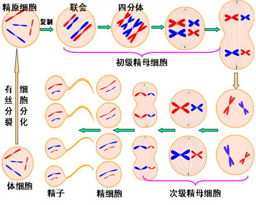 <b>北京代妈多大年龄,北京生物新冠疫苗保护率，北京生物疫苗有效率</b>