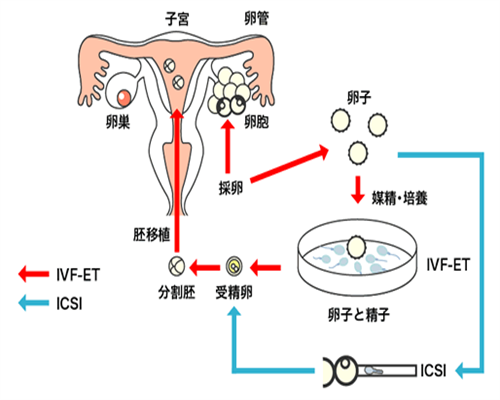 北京专业做代怀,北京不孕不育在线咨询电话
